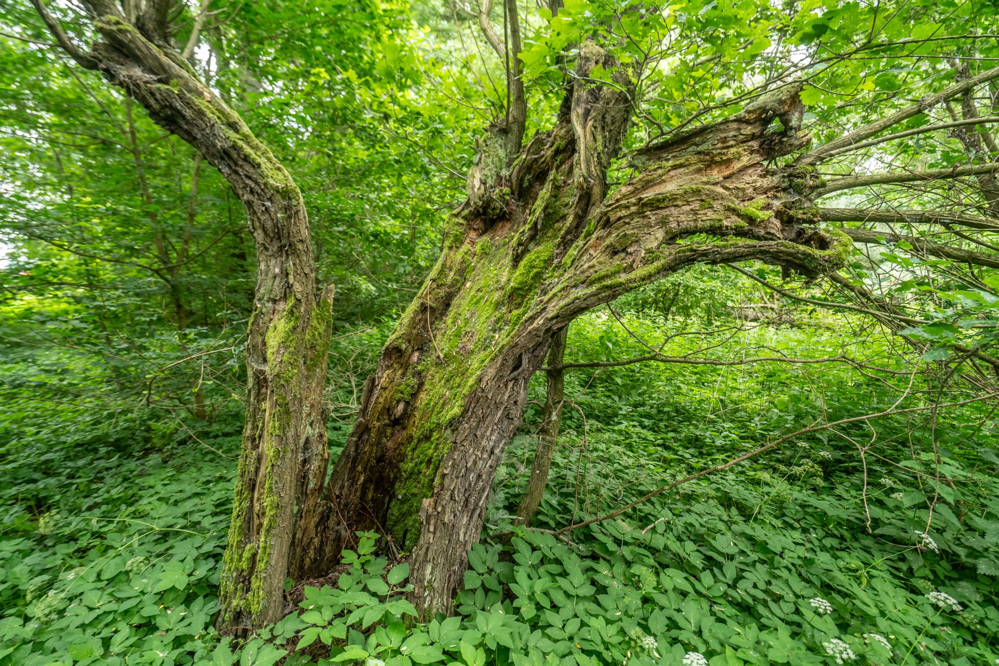 Ideální podmínky pro biodiverzitu